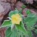 Parish's Indian Mallow - Photo (c) Usvaldo GC, some rights reserved (CC BY-NC), uploaded by Usvaldo GC