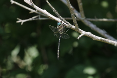 Macromia pacifica × taeniolata