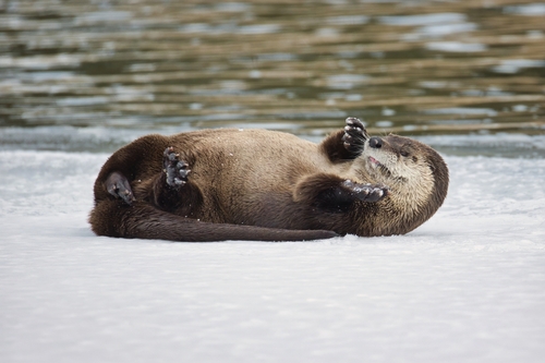 North American River Otter, photo 2 of 9