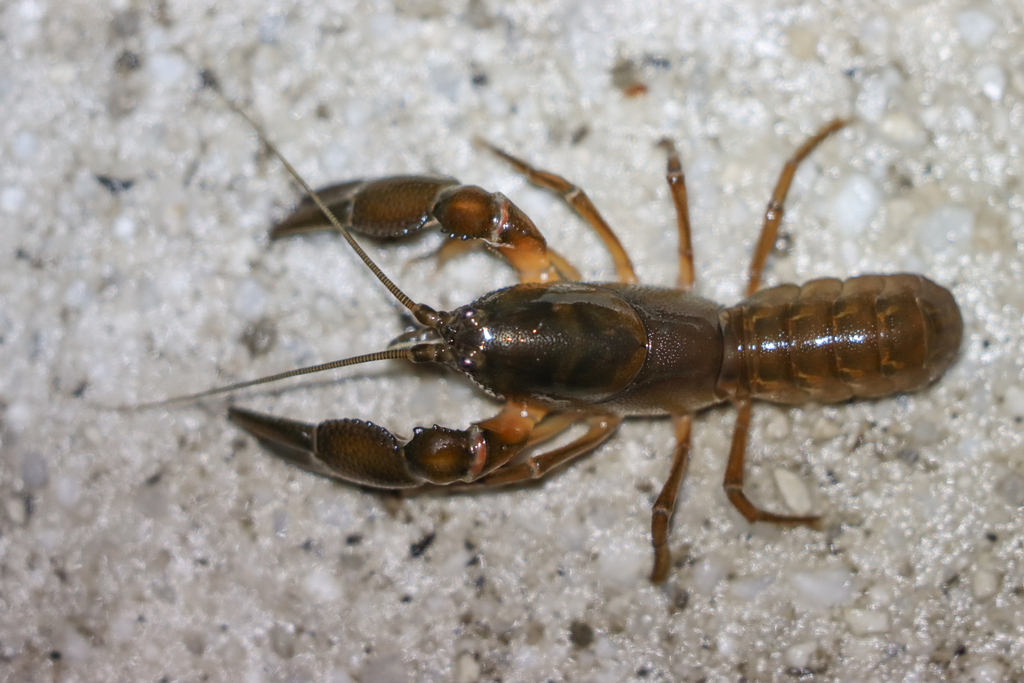 Spinastacoides insignis