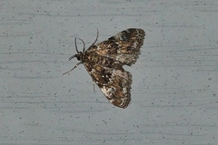 Metalectra richardsi