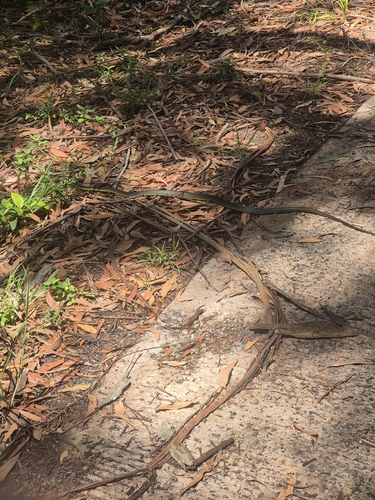 Common Tree Snake sighting