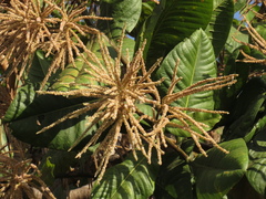 Triplaris americana