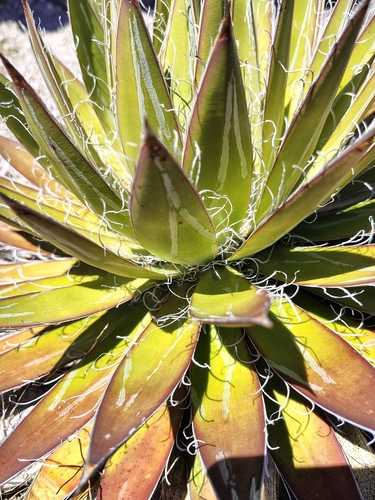 Image of Thread-Leaf Agave (Agave schidigera) by (c) Miriam Sanchez Loera, some rights reserved (CC BY)