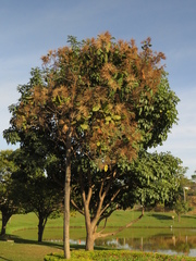 Triplaris americana