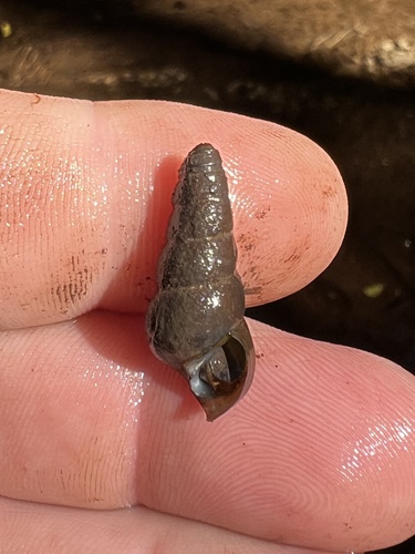 Pleurocera vestita observed 2024-08-23