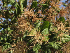Triplaris americana