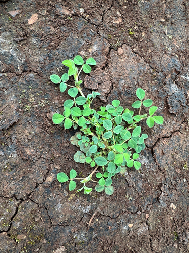 Medicago lupulina observed 2025-02-22
