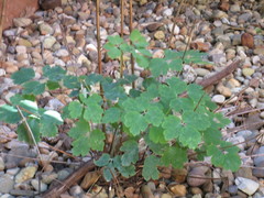 Aquilegia canadensis