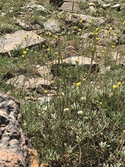 Eriogonum congdonii