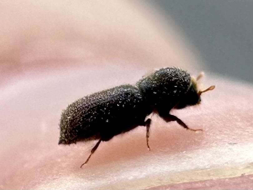 Hylocurus hirtellus