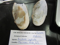 Utterbackiana implicata