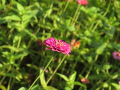 Zinnia elegans