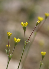 Eriogonum congdonii