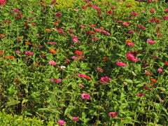 Zinnia elegans