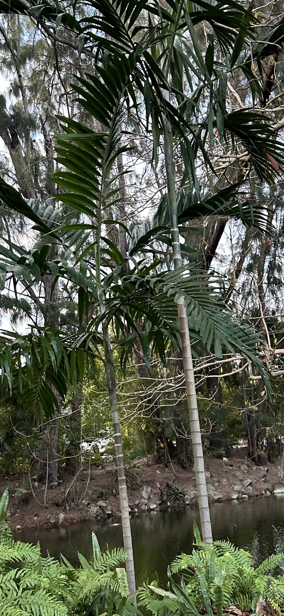 Imagem de Palmeira-de-jardim