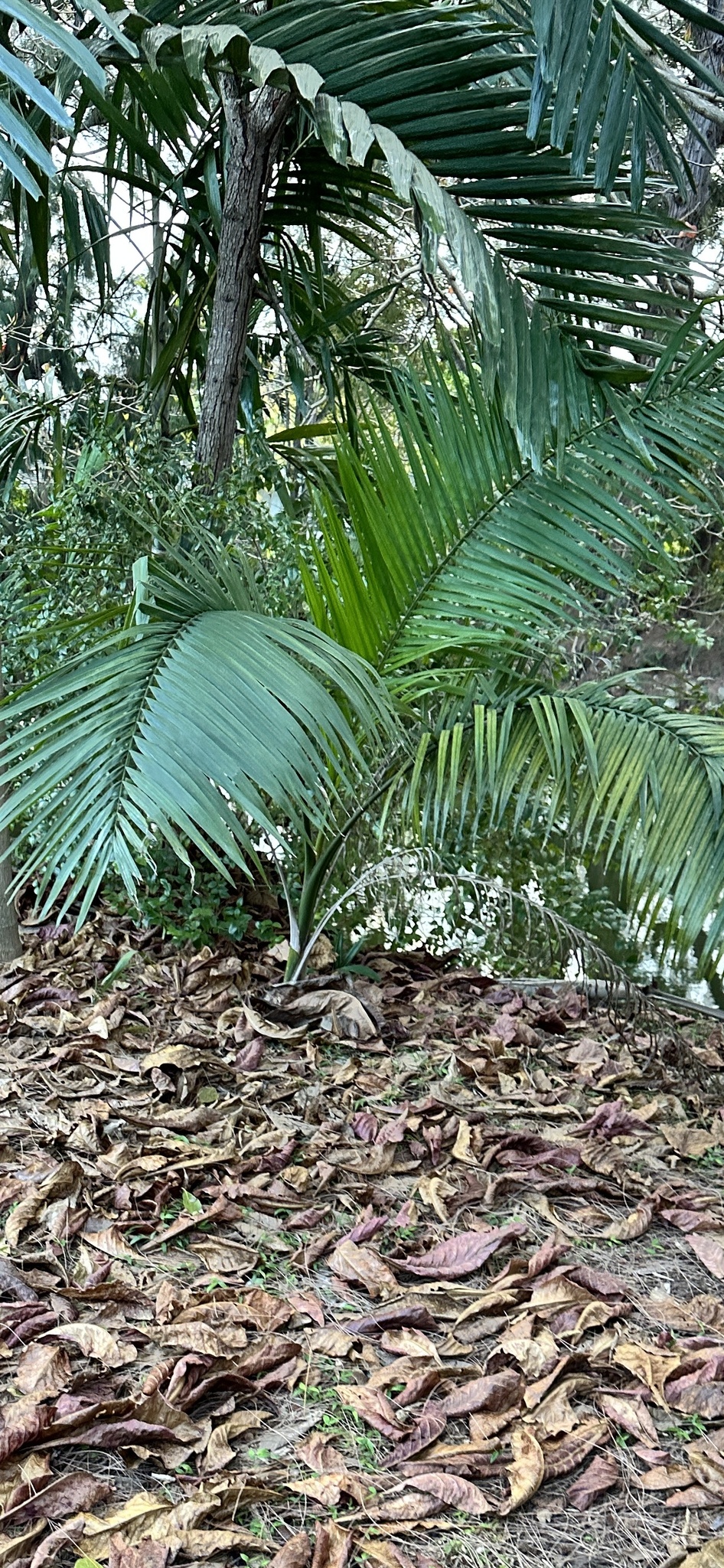 Imagem de Palmeira-real-australiana