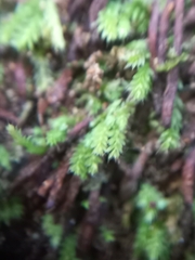 Flat-leaved Grimmia (Calomnion complanatum)
