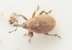 Sibinia pyrrhodactyla
