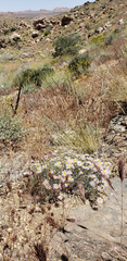 Erigeron parishii