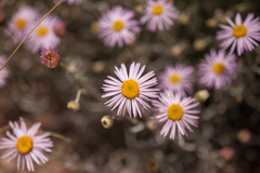 Erigeron parishii