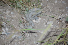 Crotalus lepidus