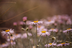 Erigeron parishii