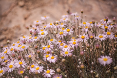 Erigeron parishii