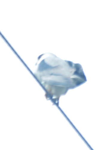 Black-winged Kite