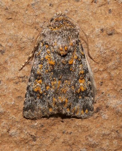 Sympistis poliafascies