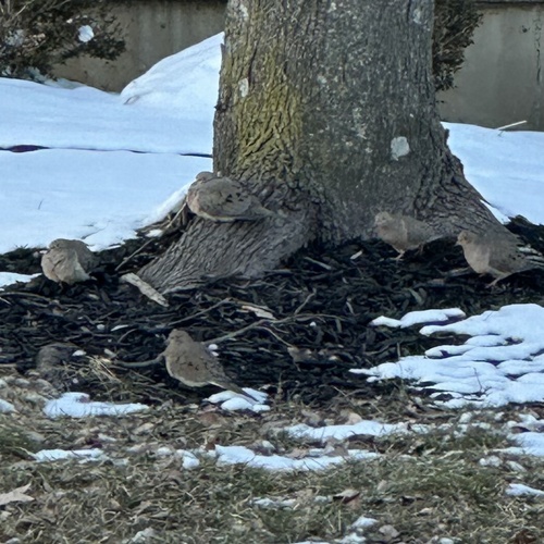 Mourning Dove photographed in Kentucky