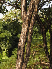 Samanea