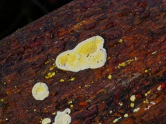 Flavodon flavus