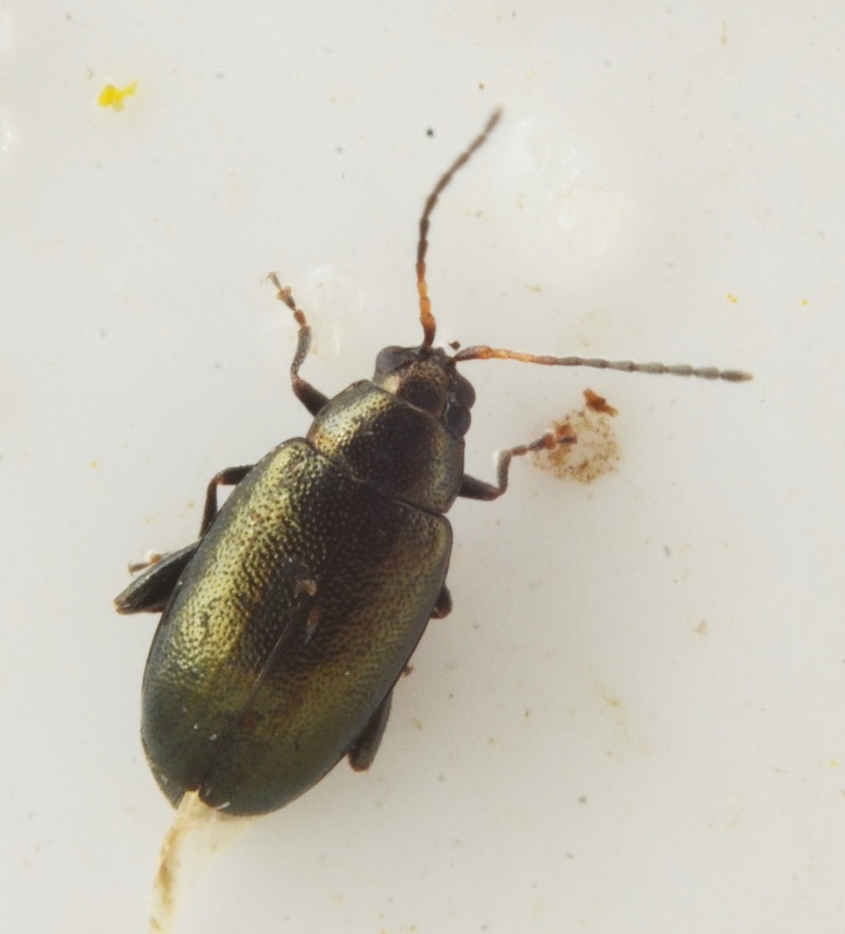 Crucifer Flea Beetle