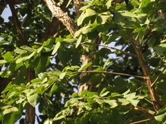 Samanea