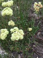 Oligogonum