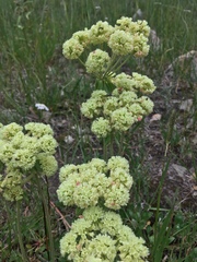 Oligogonum