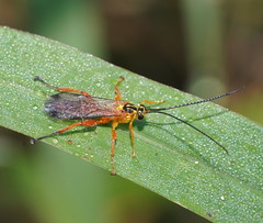 Echthromorpha agrestoria