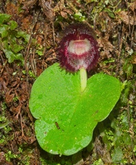 Corybas grumulus