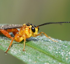Echthromorpha agrestoria