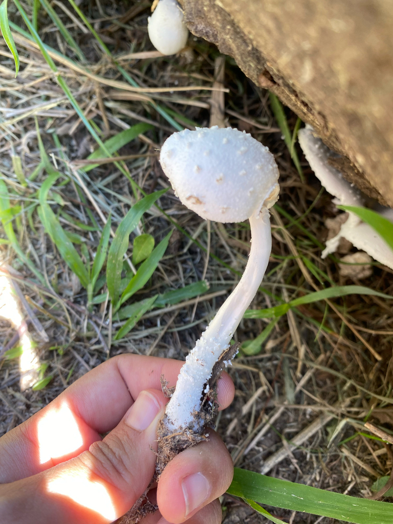 Leucocoprinus cretaceus · February 2025 · photo: © tutitah (iNaturalist, cc0)