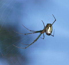 Leucauge granulata