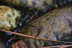 Mischocyttarus navajo