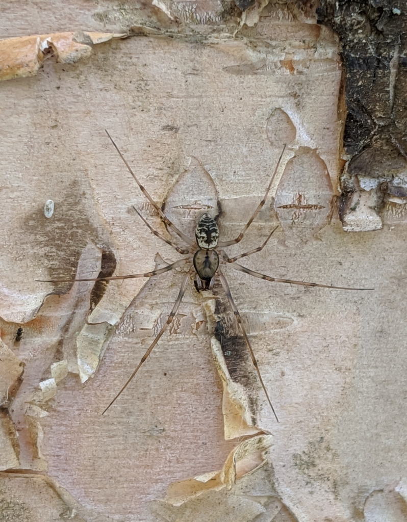 Northern Long-toothed Sheetweaver