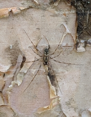 Drapetisca alteranda