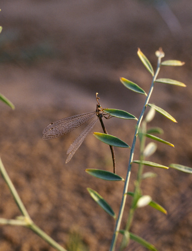Mesonemurus mongolicus