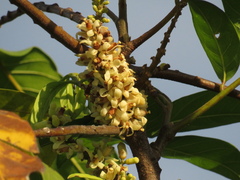 Meliaceae