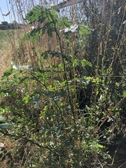 Gleditsia triacanthos