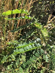 Gleditsia triacanthos