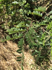 Gleditsia triacanthos